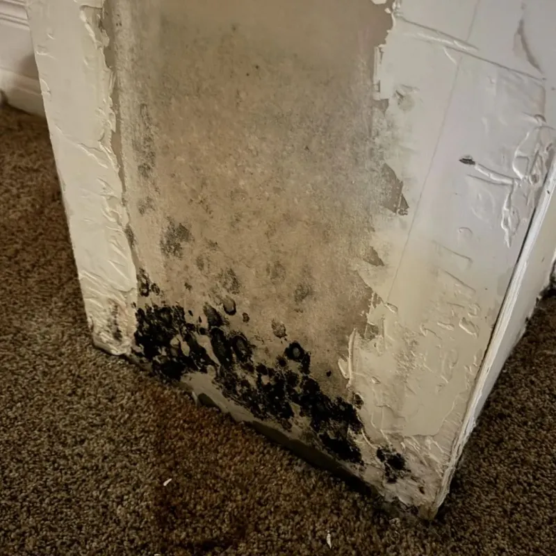 Professional Mold Removal in Covington, WA